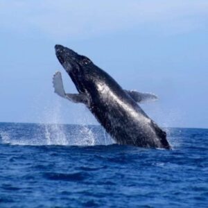 WHALE WATCHING (SEASONAL DIC 15 TO APR 15)